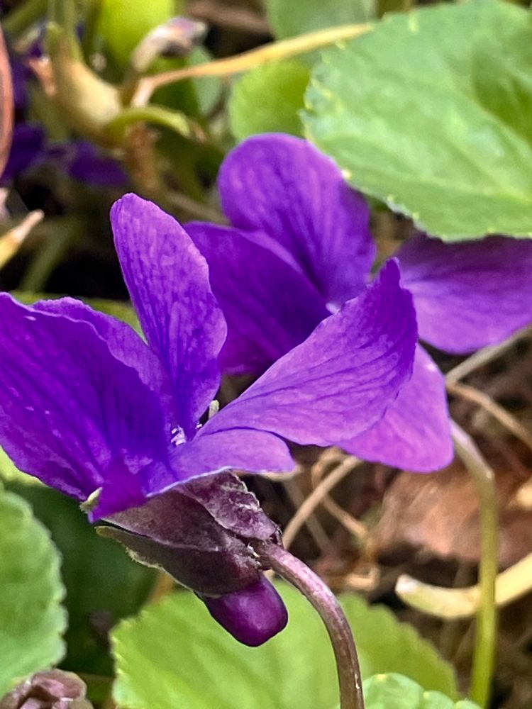 Sweet violet
