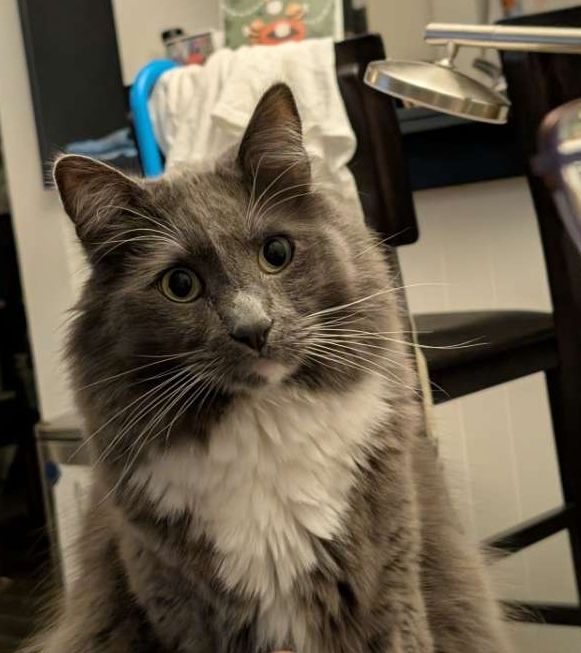 A fluffy grey and white tuxedo cat sitting upright, and staring innocently at the photographer. 