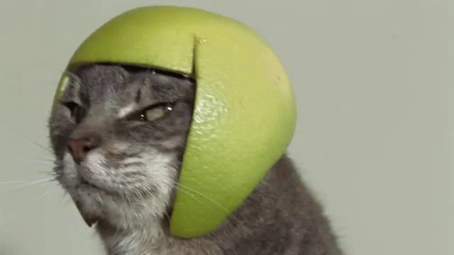 a cat wearing a green helmet made out of an apple