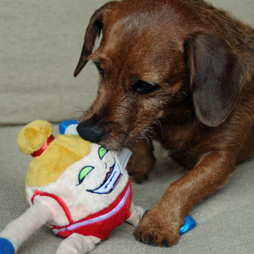 Small rescue dog playing with a stuffed toy.