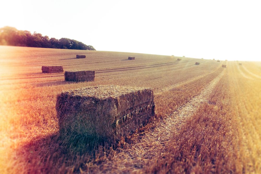 Große eckige Strohballen liegen auf einem Feld, die Treckerspuren ziehen sich zum Horizont, links oben ist Wald zu sehen. 