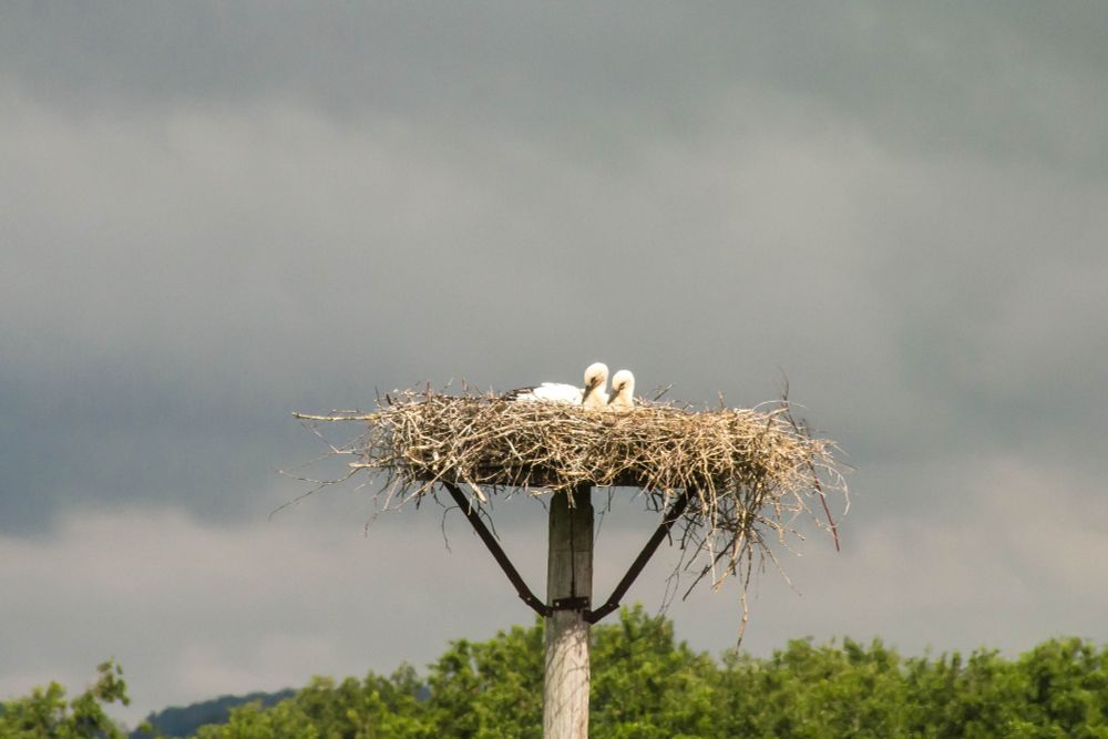 Zwei junge Störche sitzen auf einem Nest, beide halten die Köpfe und die Schnäbel parallel zueinander.
