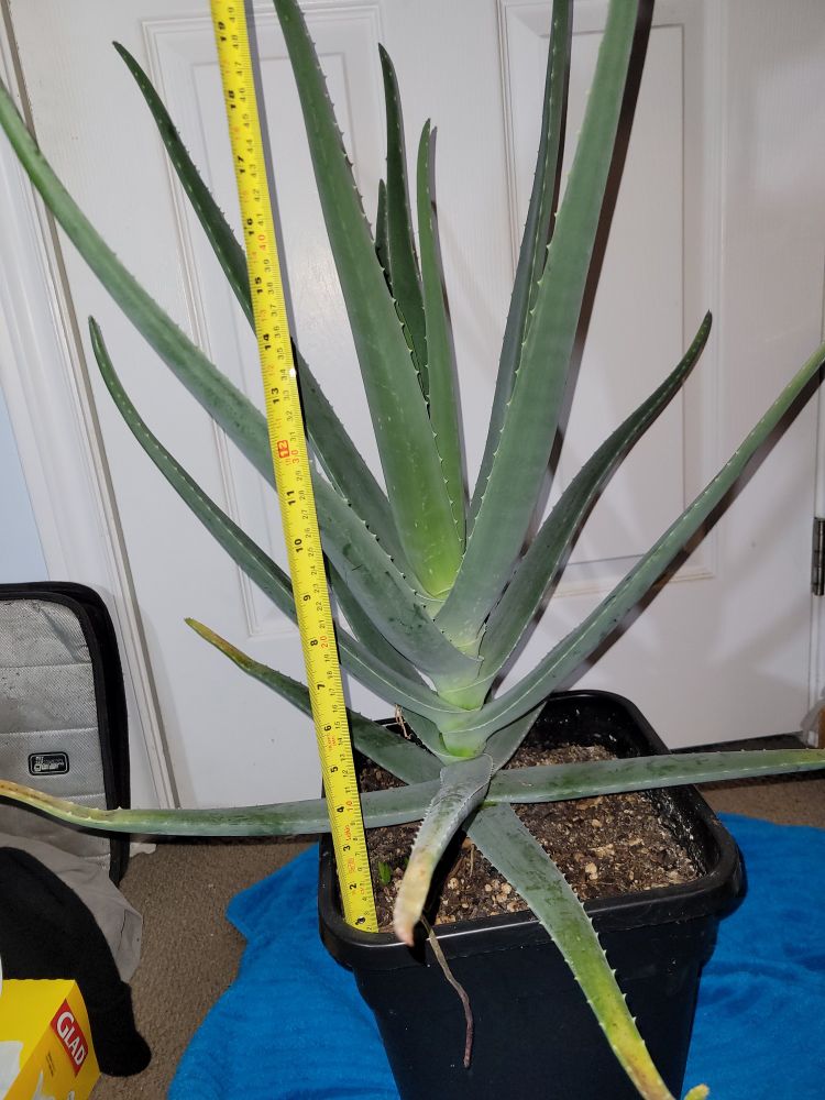 Picture of aloe vera plant with a measuring tape, approximately 19 inches tall from the soil.