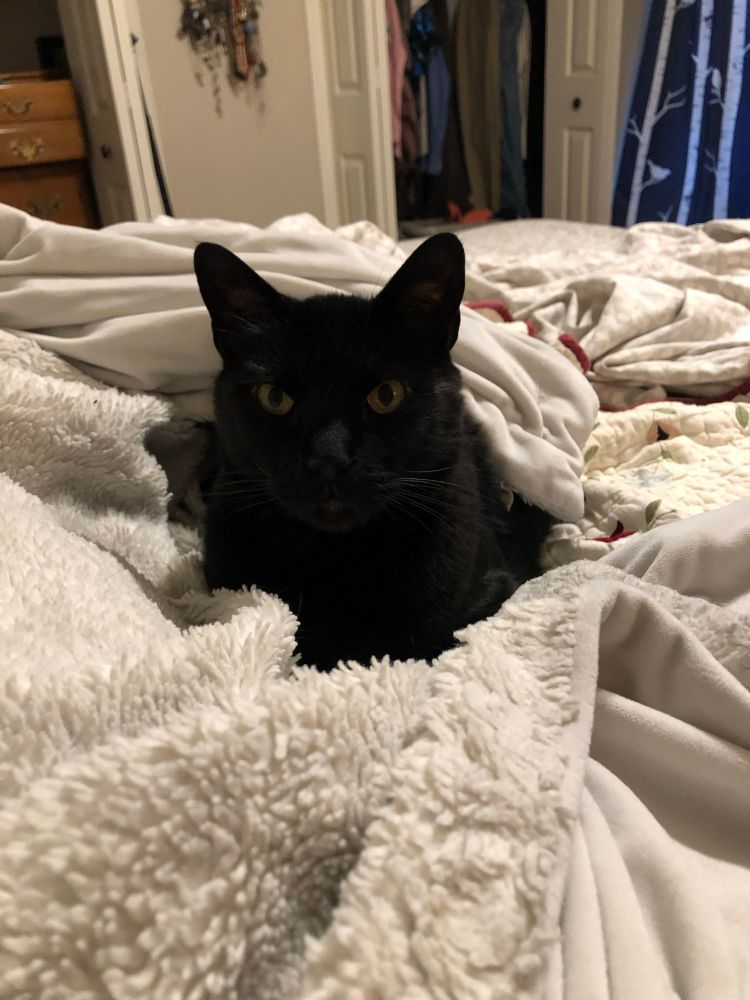 Handsome black cat looking directly at the camera snuggled down into a soft white blanket. 