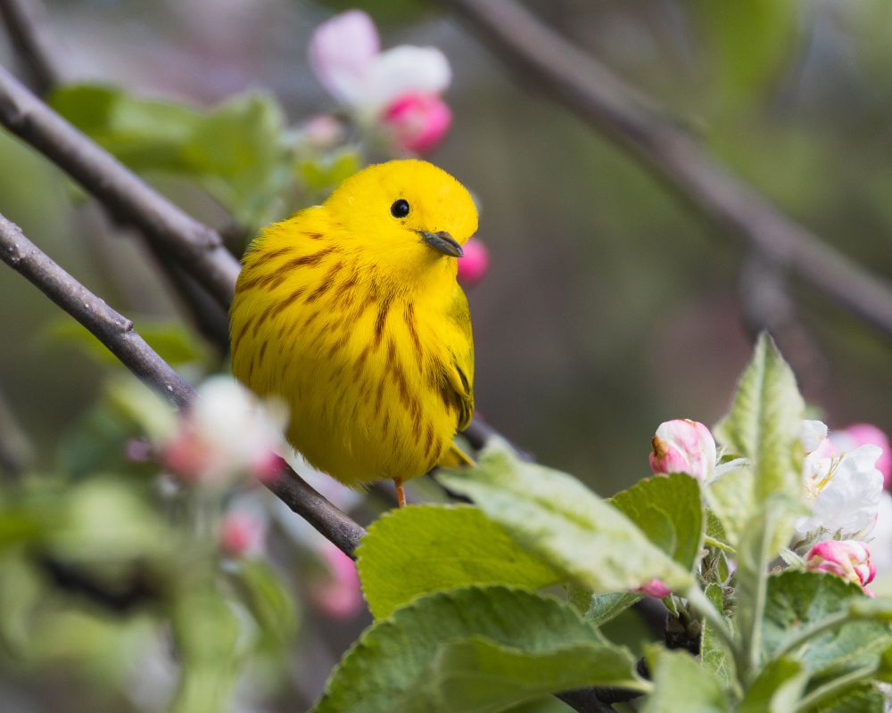A yellow warbler perched among budding pink and white flowers