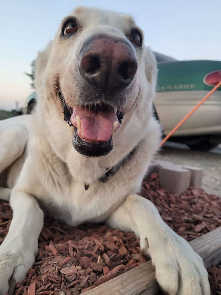 Close-up photo of a silly-looking white German Shepherd named Blanca!