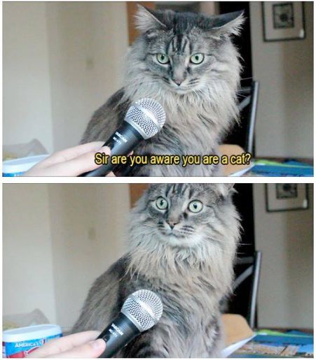 cat being interviewed and surprised at questions