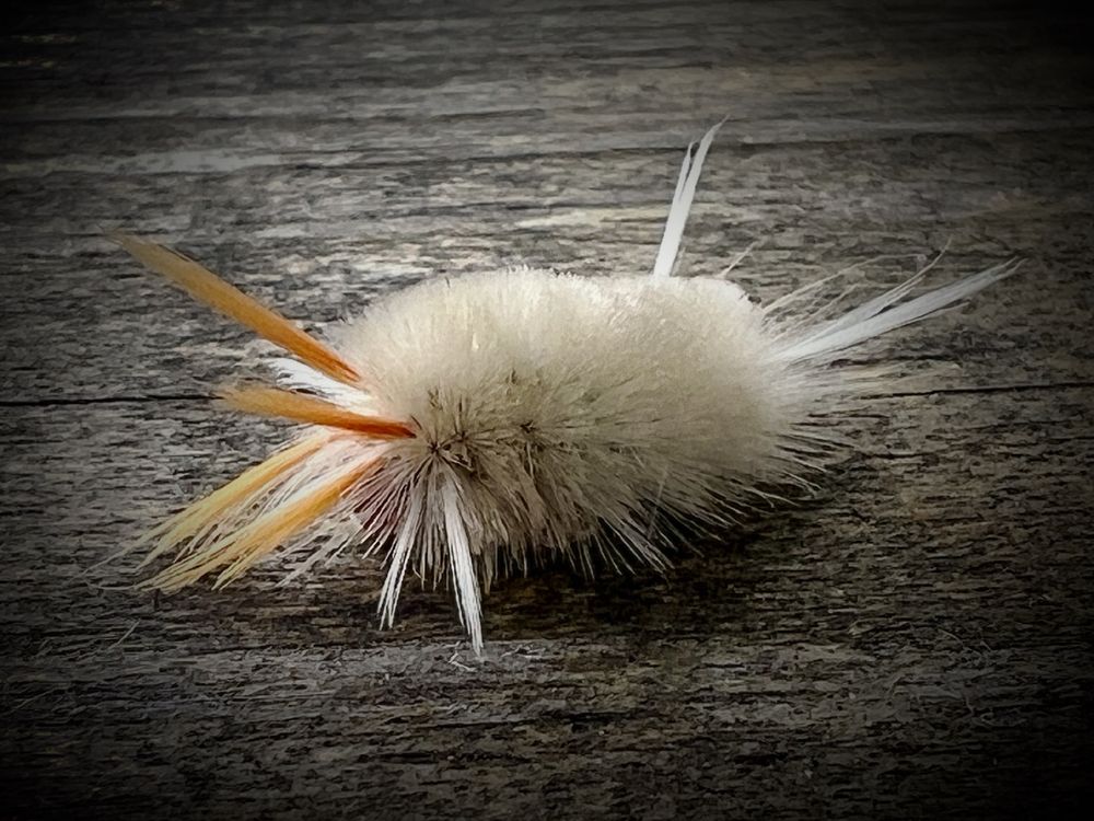 This sycamore tussock moth caterpillar joined me for coffee 