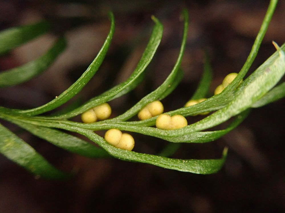 A Tiny Fern Has The Largest Genome Ever Discovered