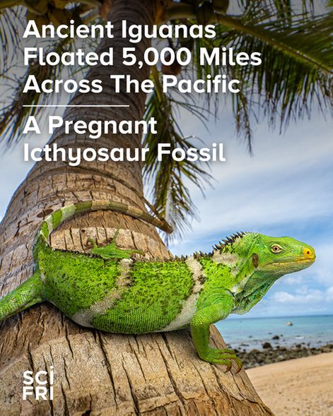 Ancient Iguanas Floated 5,000 Miles Across The Pacific | A Pregnant Icthyosaur Fossil