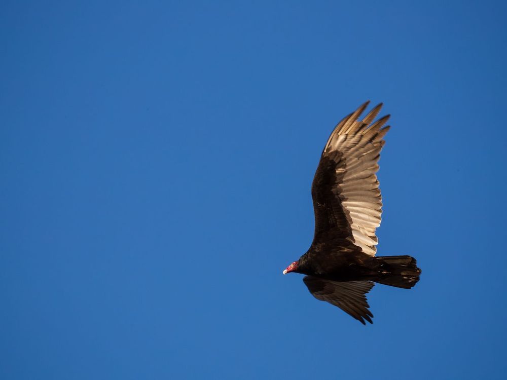 One Bird’s Physics Trick For Flying At High Altitudes