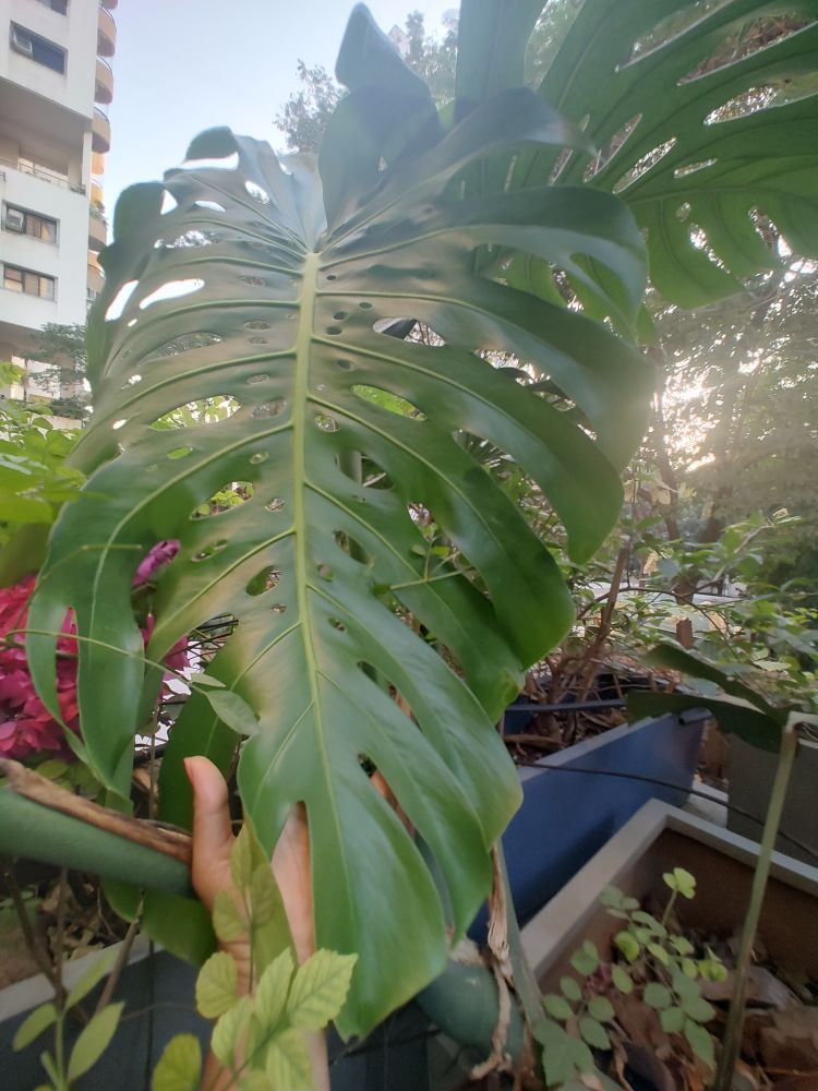 Ahuge monstera leaf as my 6-7 inch long palm+fingers hold it for comparison.