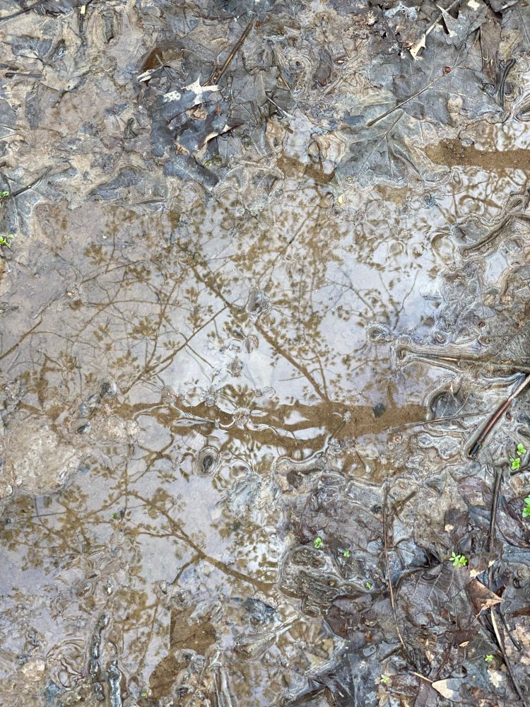 Reflection of branches in a mud puddle 
