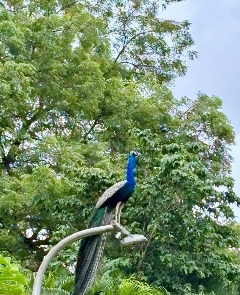 A peacock standing majestically on a streetlight against a background of trees and the sky.
