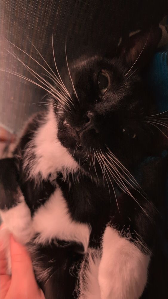 A handsome little man