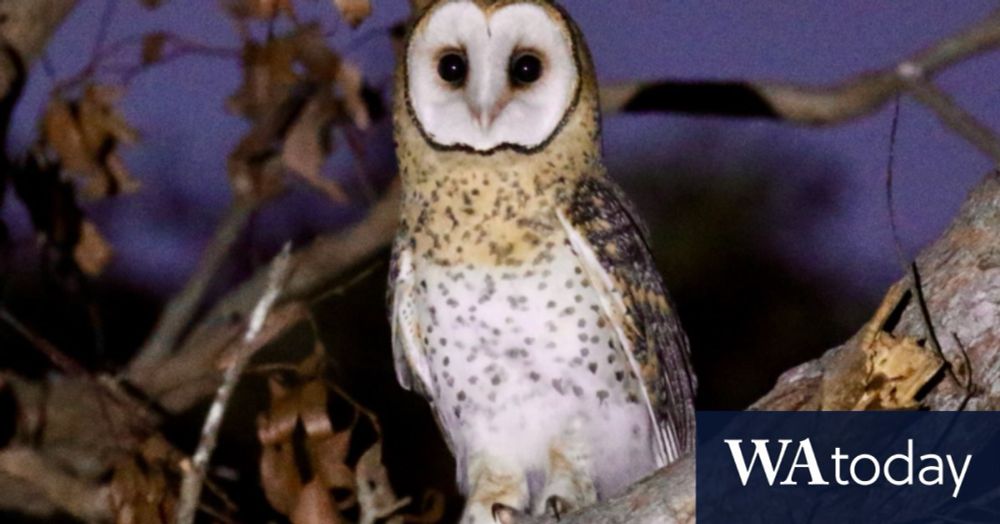 Dead owls are piling up in my freezer: Perth scientists take a stand