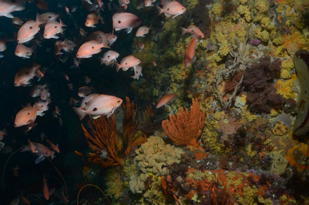 The Great Southern Reef is in more trouble than the Great Barrier Reef