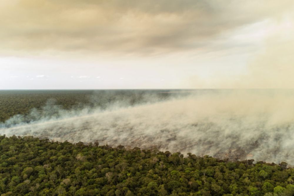 EU considers postponing anti-deforestation law as pressure from agribusiness mounts