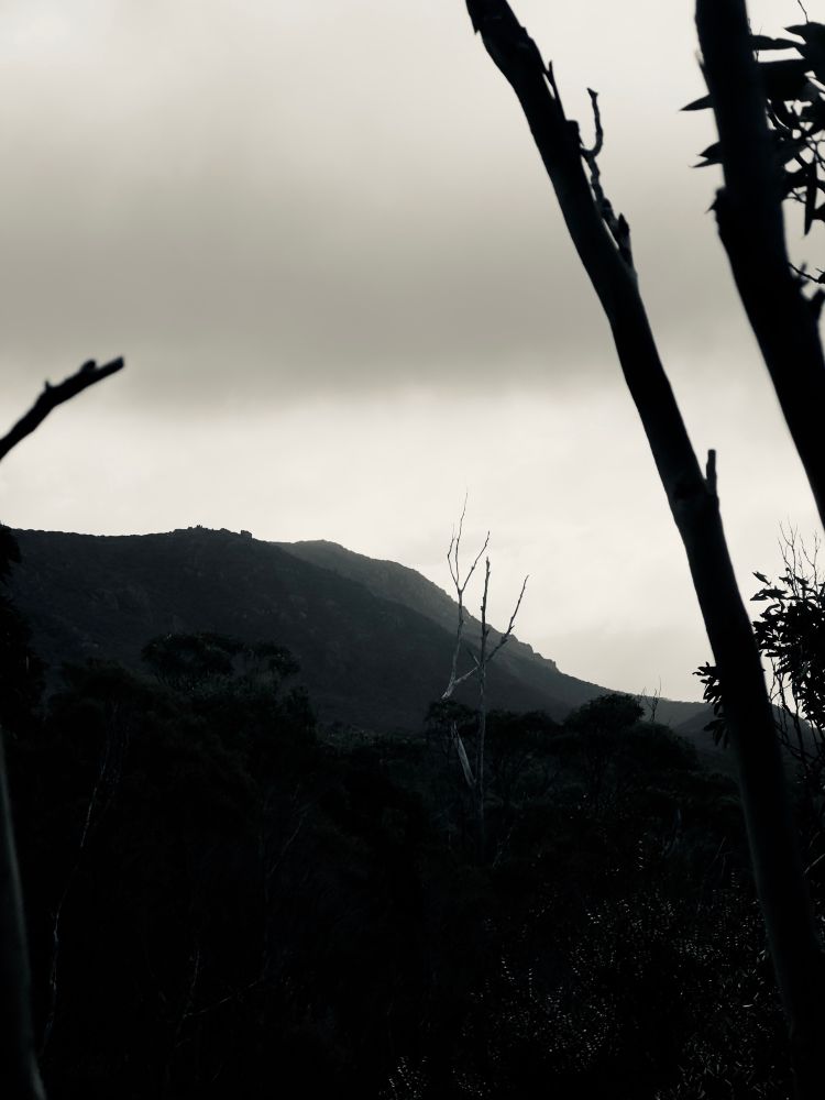View from within a patch of trees of a mountain peak 