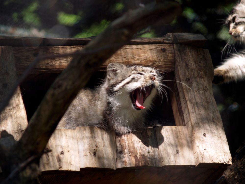 A manul in the entrance of a log cabin style den yawning very widely. 