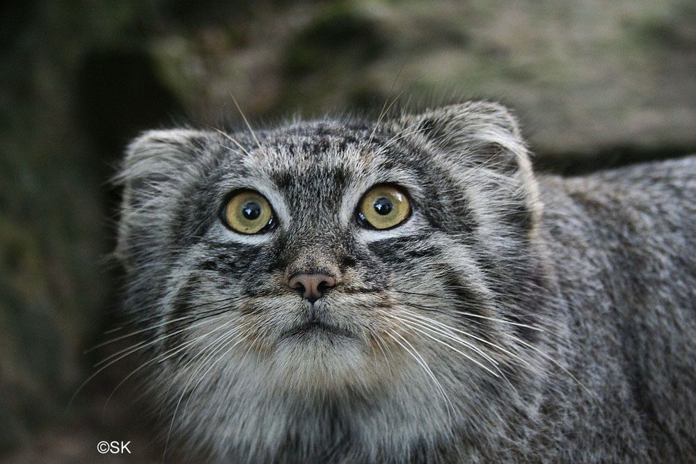 A closeup of a manul's fae as it looks ahead with wide eyes. 