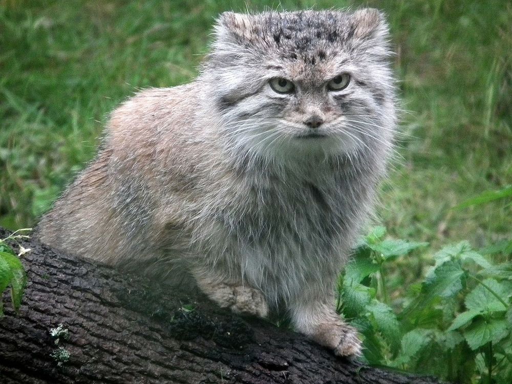 A manul with pale fur stands with its front paws on a log, glaring at something just above the camera with ears turned back. 