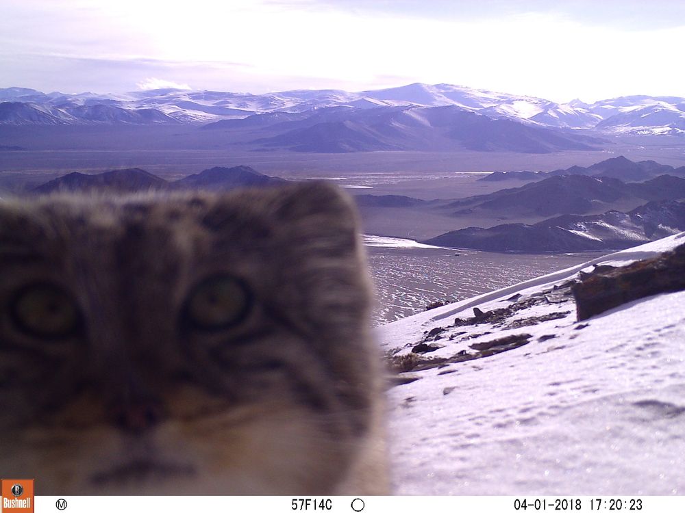 A slightly out of focus manul's face very close in the foreground as it investigates the camera, with a scenic snow covered mountain range in the distance. 