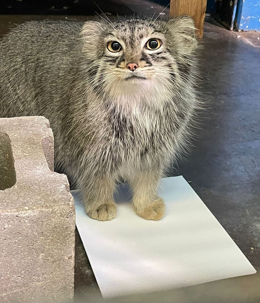 A manul in a zoo enclosure looking calmly at the camera with her front paws resting on a blank piece of paper. 