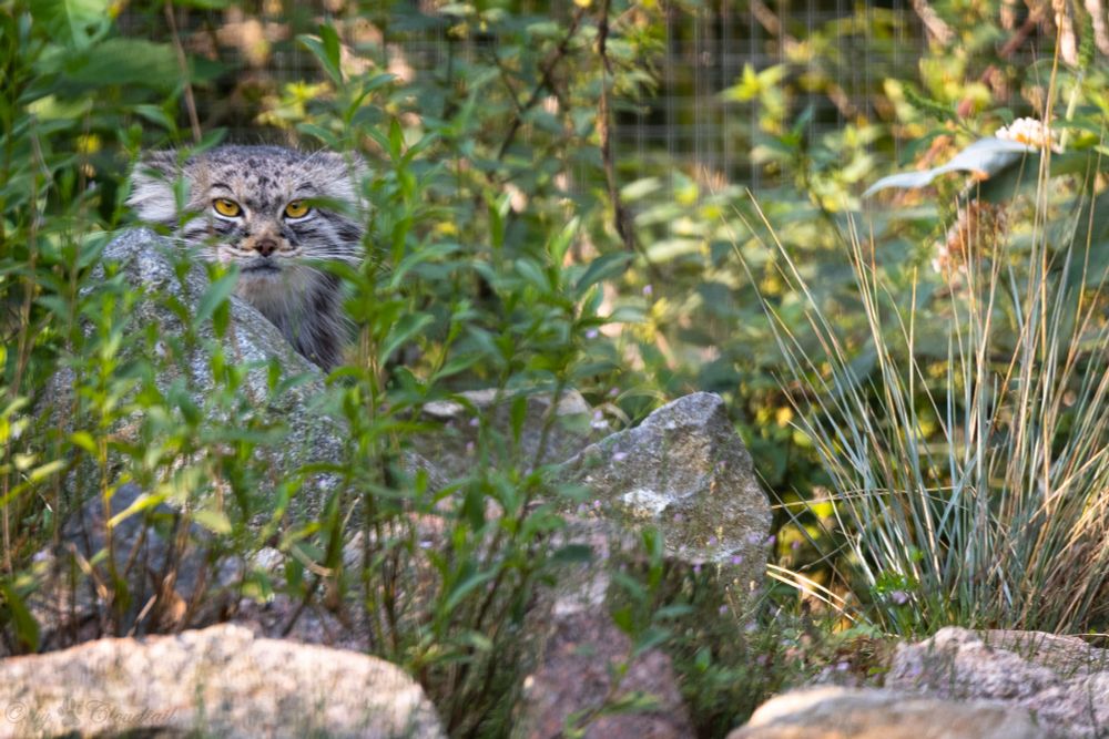 A manul in an enclosure with lots of long grass and brush, partially hidden behind a gray rock that matches the colour of its coat, only its head popping up. 