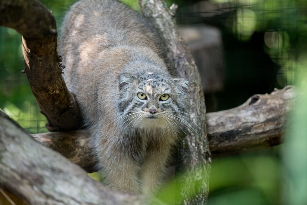 A manul in a zoo enclosure stepping down from one branch to another, staring at the camera with a direct, intense gaze.