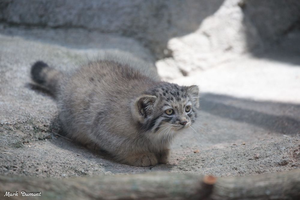 A young manul kitten on rocky ground looking ahead with calm curiosity.  Its body is so fluffy its feet can barely be seen, and it looks like a little worm. 