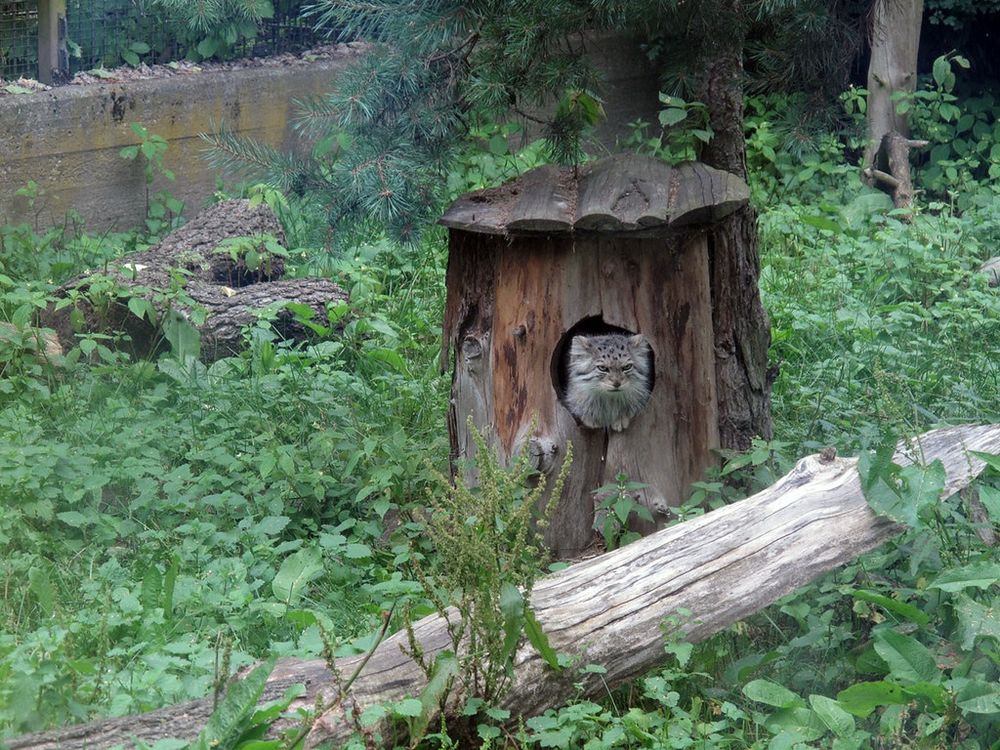 A manul popping its head out of a circular hole in a hollow log. 