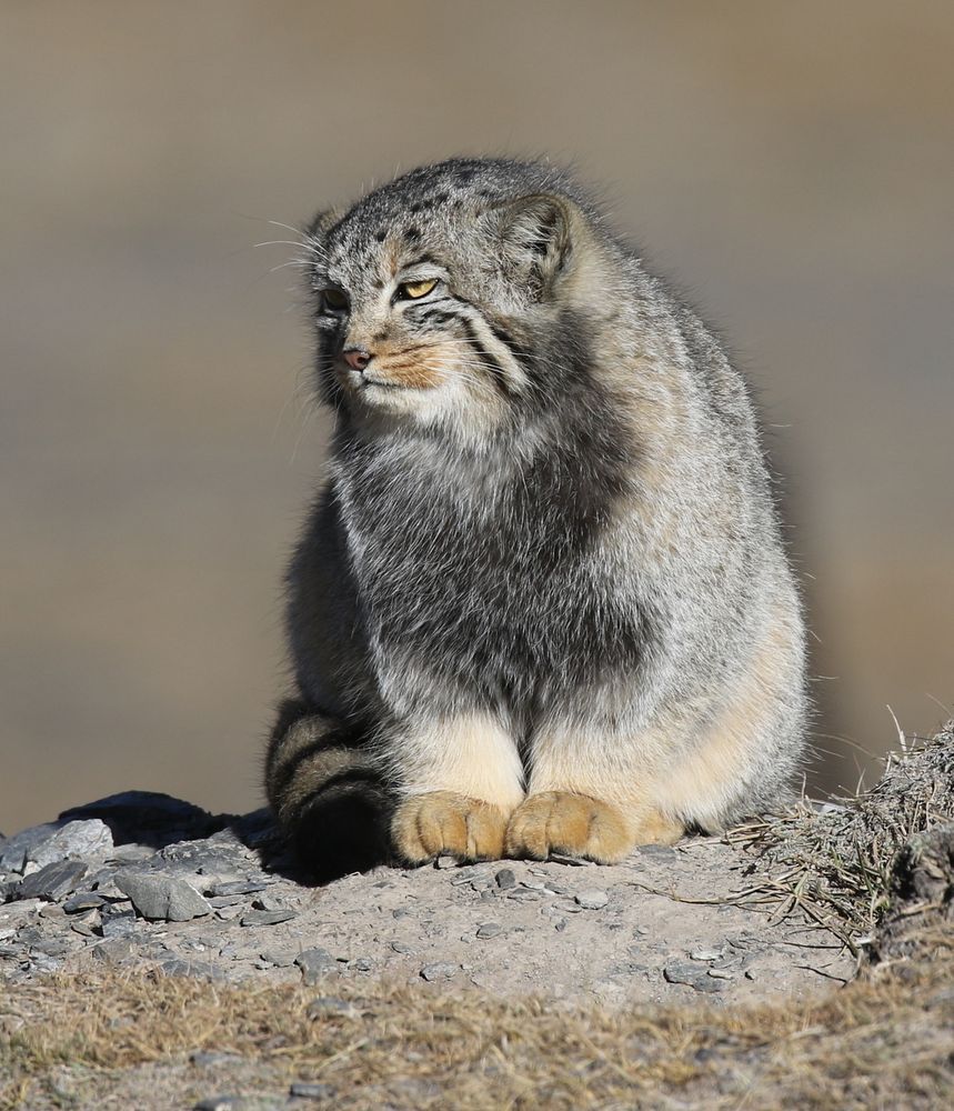 A manul sitting upright on rocky ground in bright sunlight, looking calm and contemplative toward the side.  It has prominent malar stripes and a large dark patch of fur on its chest. 