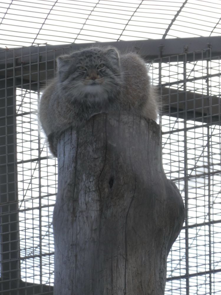 A manul with a fluffy coat in a zoo enclosure calmly sitting at the top of a vertical log. 