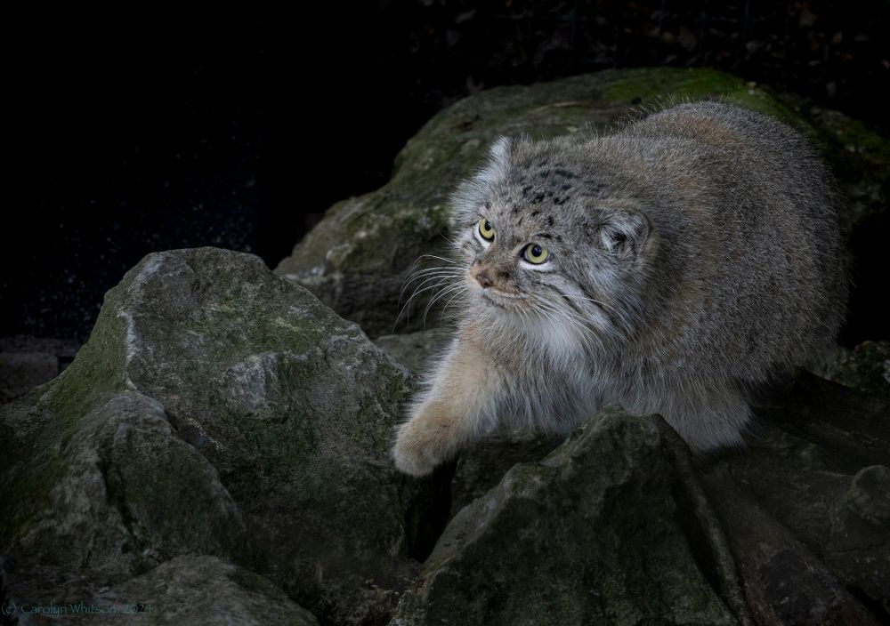 A manul at night standing on a rock cautiously reaching a paw forward while focusing intently on something ahead.