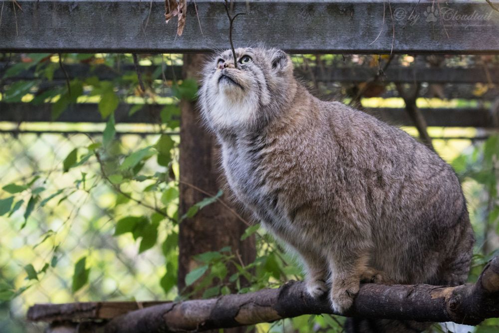 A manul balancing carefully on a narrow branch in its enclosure while looking intently at something above it. 
