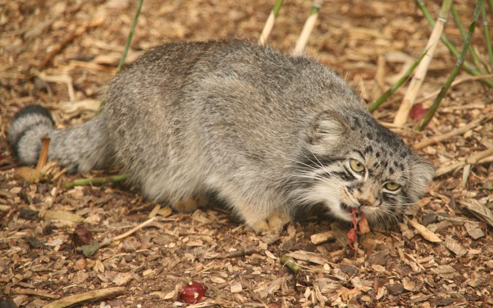 A manul on a woodchip path crouching forward to eat a bit of food that is dangling from its mouth. 