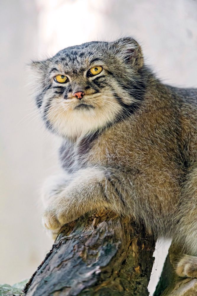 A manul with very prominent stripe below the eyes poses with its front legs on a log and gives an air of regal disapproval.