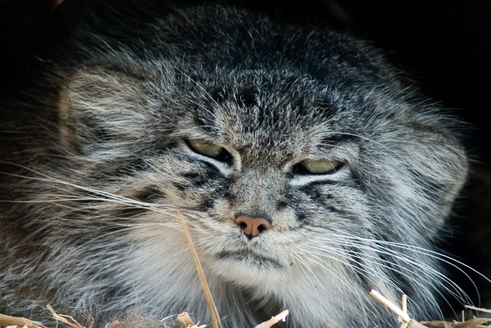 Closeup of a manul's face as it lies on some straw.  Its partially closed eyes and firm frown give it an anthropomorphized expression of annoyed exhaustion.  