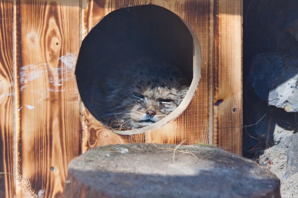 A manul in a zoo enclosure seen through a circular hole to its wooden den, laying down and glaring though the bright sunlight that is barely hitting half of its face.