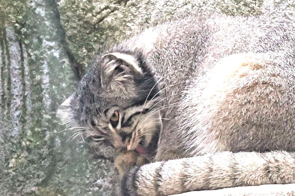 A manul with light grey fur sits on a rocky ledge hunched forward to lick a paw while keeping its eyes on something ahead of it.