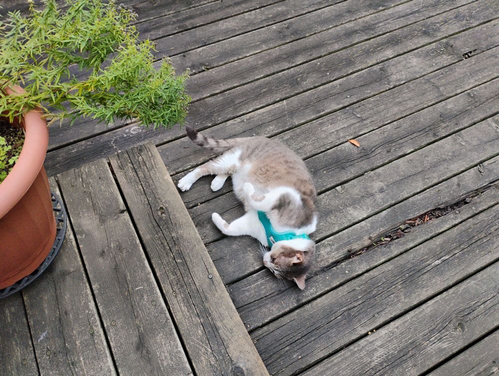 marlow, a brown and white tabby in a harness, flops on a wooden deck. 