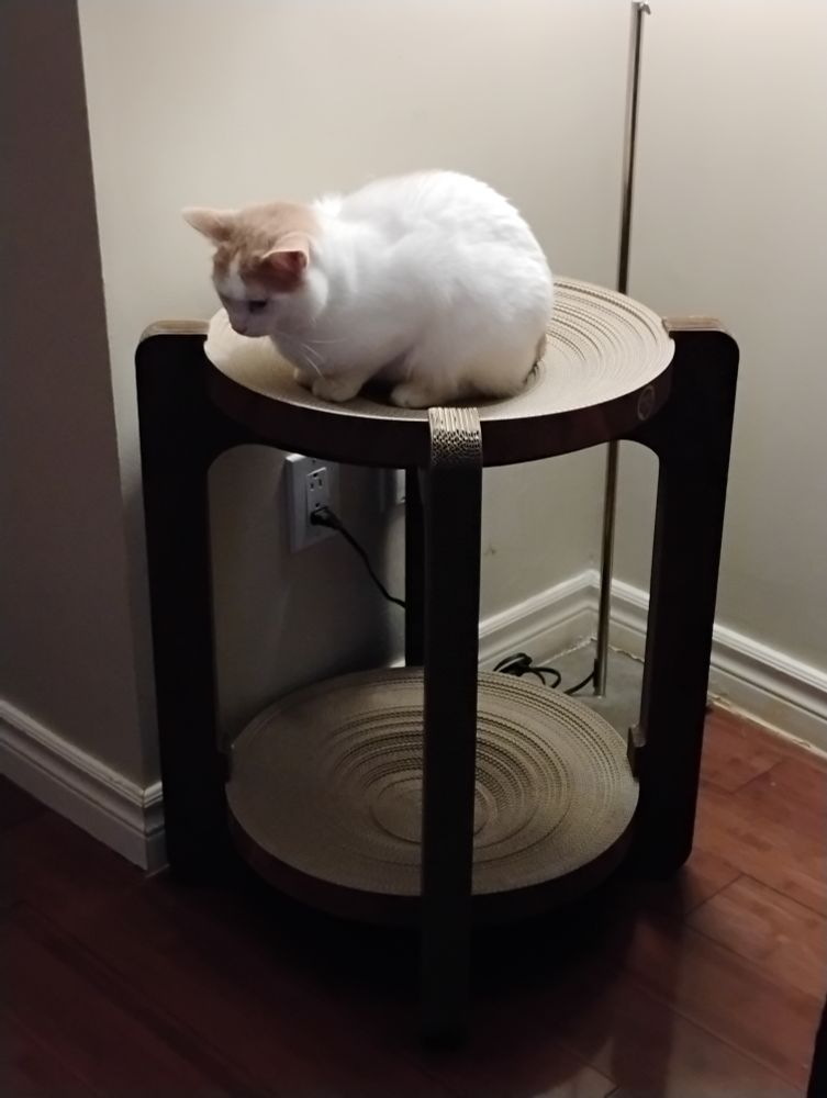 a small white cat with an orange head crouches on top of a cardboard table for cats. 