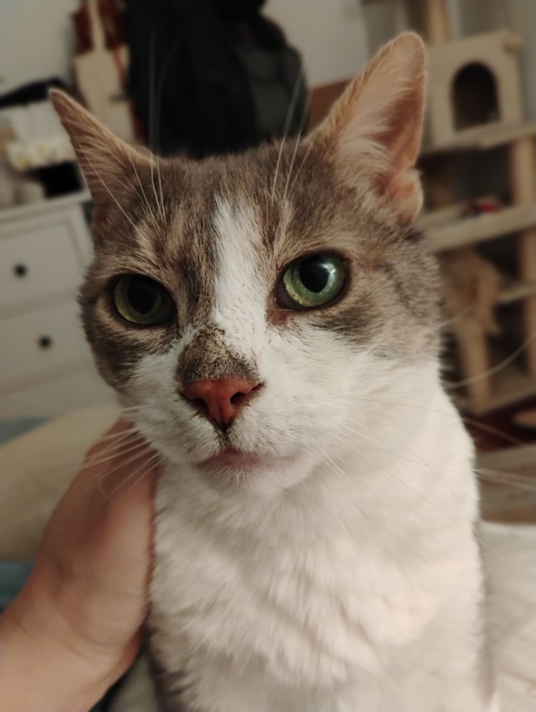 marlow, a brown and white tabby with green eyes, looking beautiful and brave, my good boy