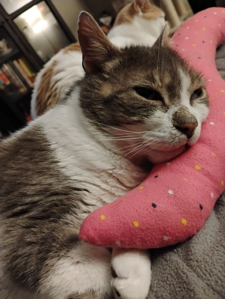 marlow, a brown and white tabby, snugs up to a pink tail-shaped cushion. apollo, a white and orange cat, loafs in the background. 