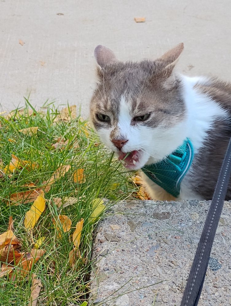 marlow, a brown and white tabby cat, opens his mouth to chomp on some grass. his ears are back (for balance???) and he is wearing a harness on a leash. 