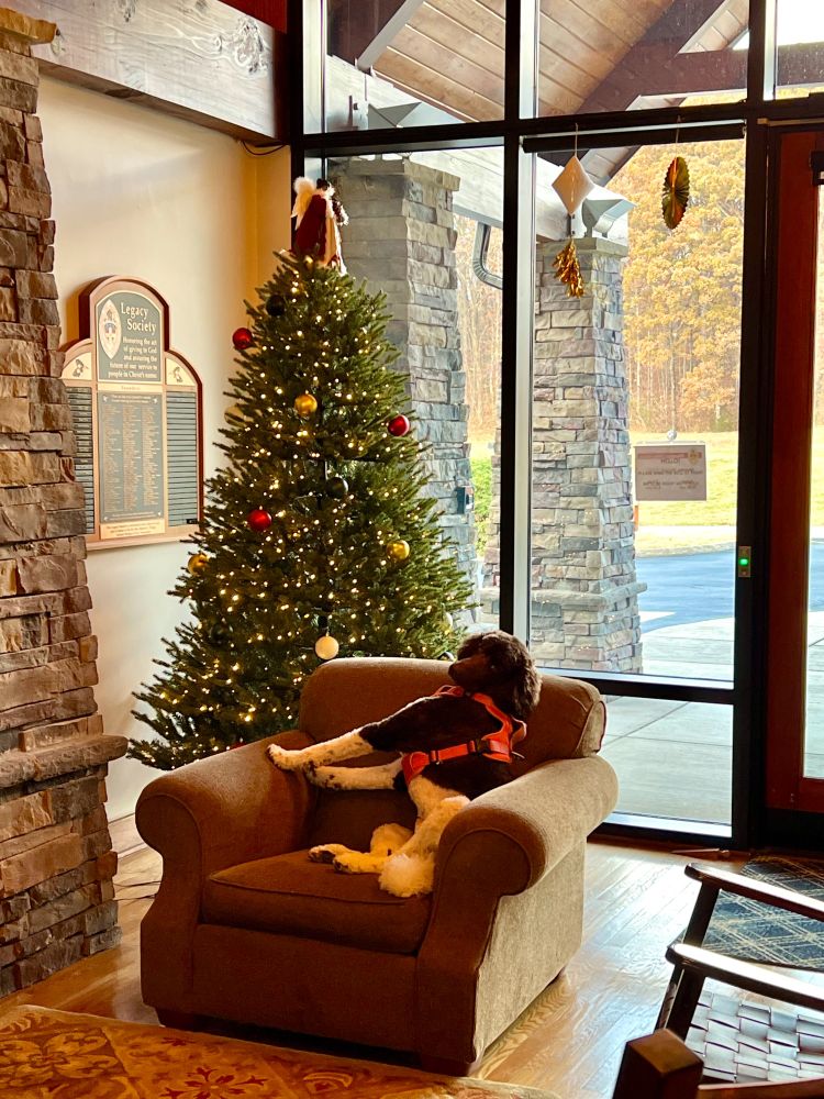 Brown and white poodle posing oddly in chair in front of Christmas tree in lobby of diocesan house. 