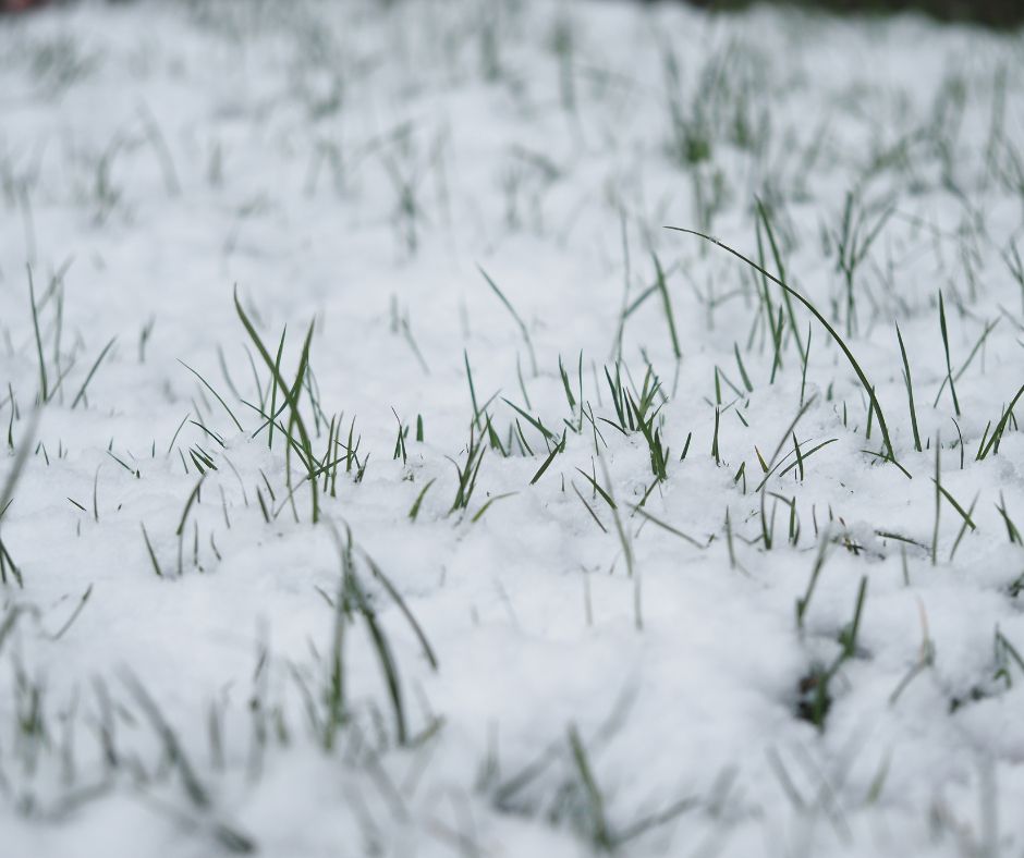 snow covering grass, with blades poking through