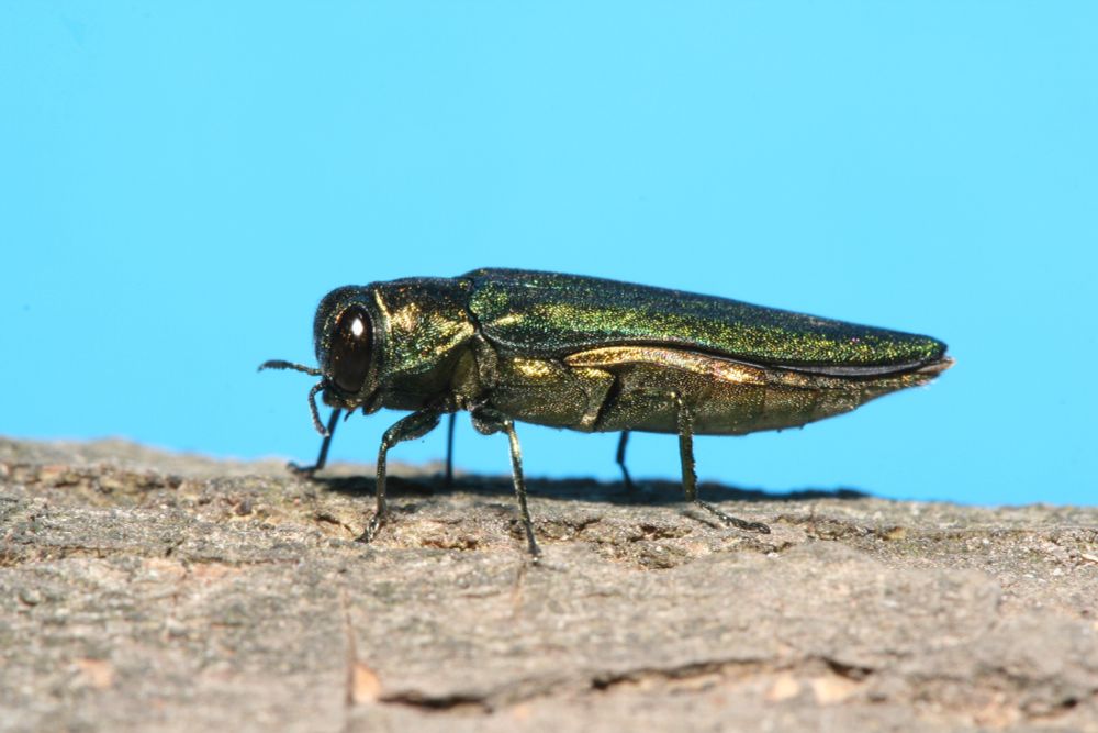 A green metallic bug, Emerald Ash Borer (Agrilus planipennis). 