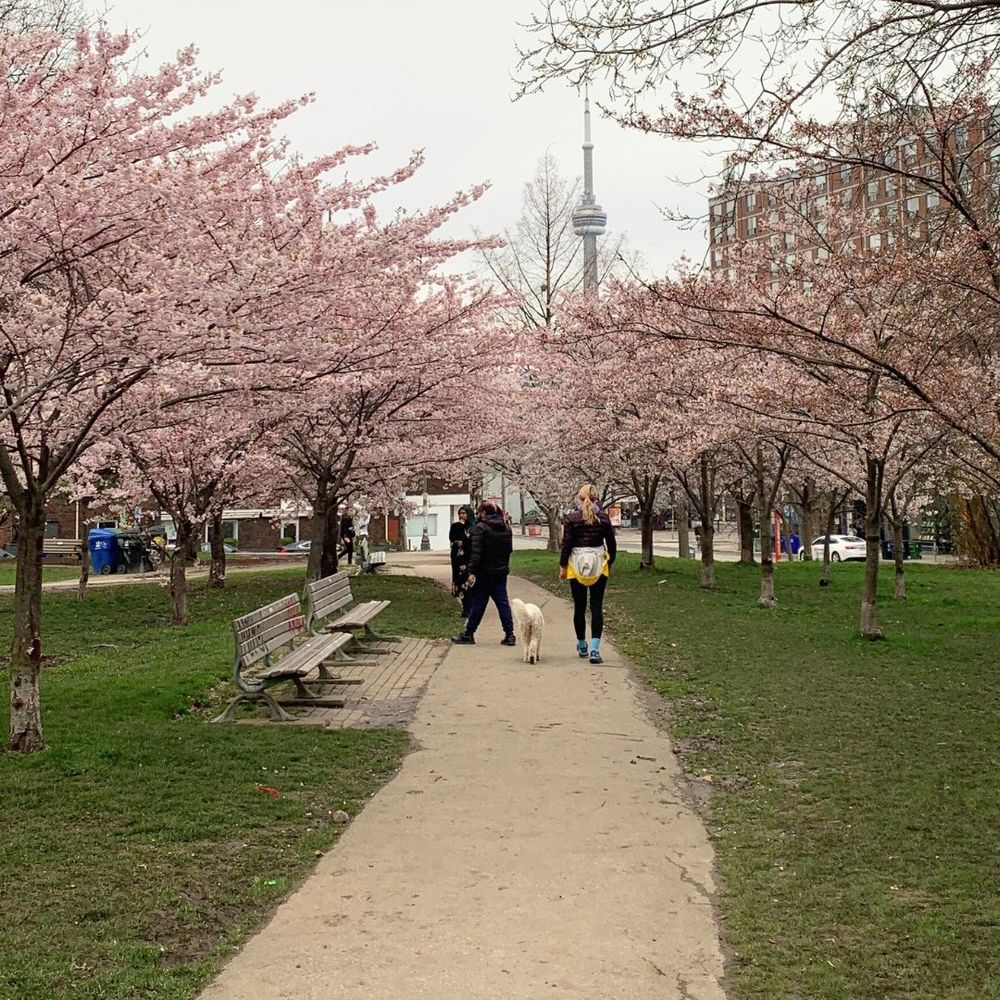 People walking through cherry trees in blossom at Trinity Bellwoods Park.